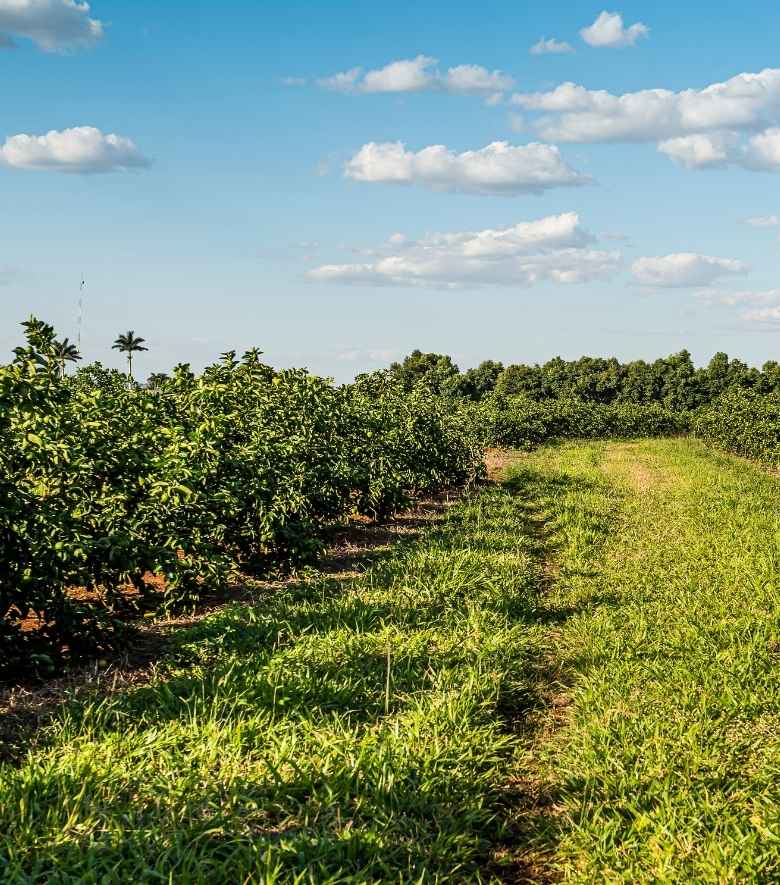 Campos de cultivo de limones en la Región de Murcia con vegetación saludable Campos de cultivo de limones en la Región de Murcia con vegetación saludable