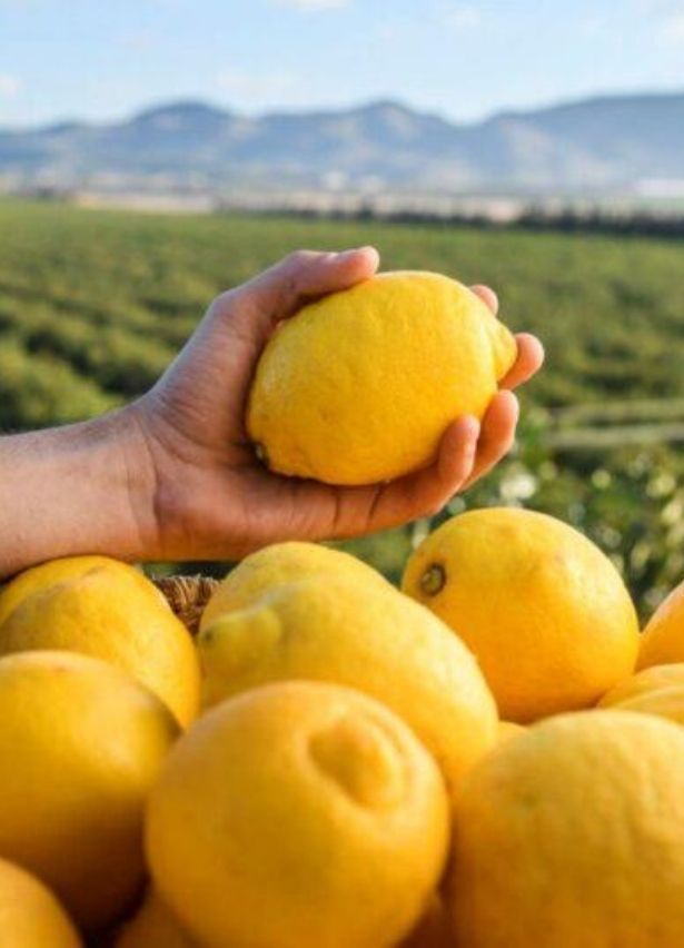 Cosecha de limones en finca murciana con vista a los cultivos Cosecha de limones en finca murciana con vista a los cultivos