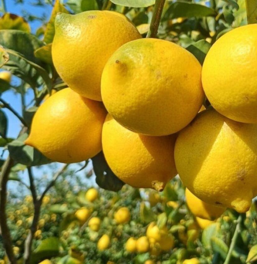 Limones amarillos listos para la cosecha en un limonero de Murcia Limones amarillos listos para la cosecha en un limonero de Murcia