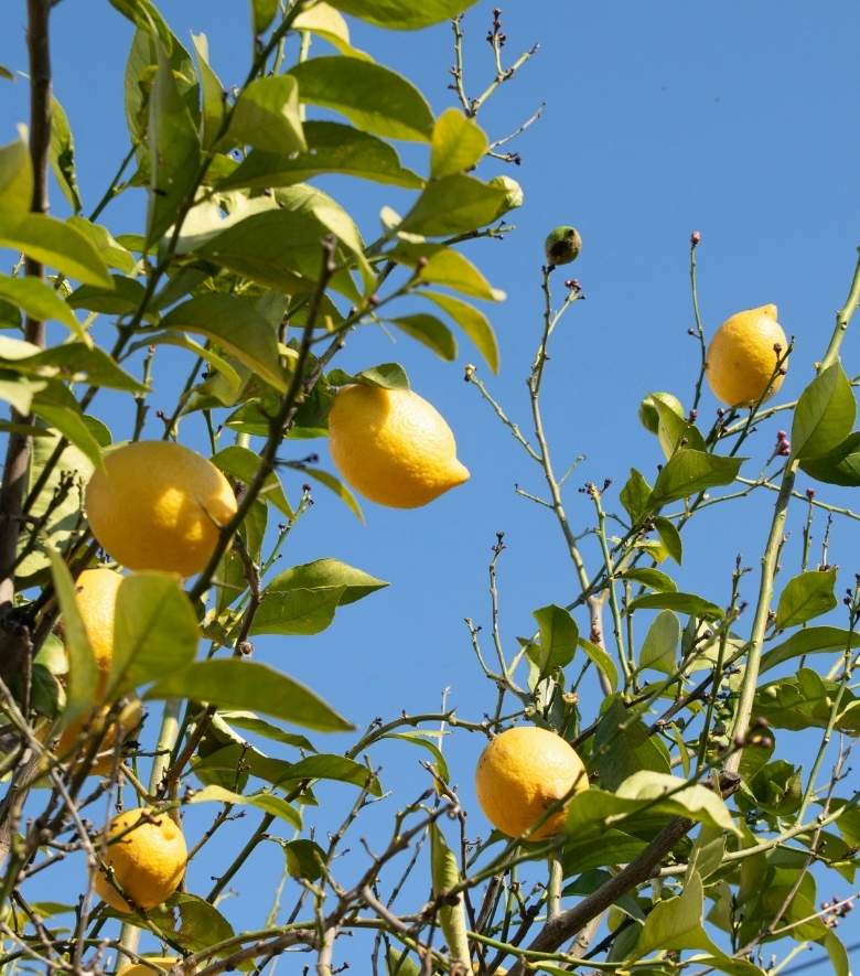 ramas de limonero preparados para recolectar